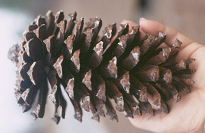 Longleaf pine cone